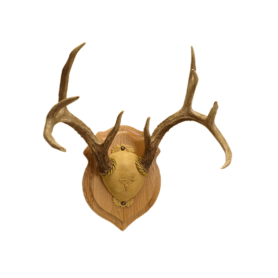 Antler mounting kit - Lookup BeforeBuying