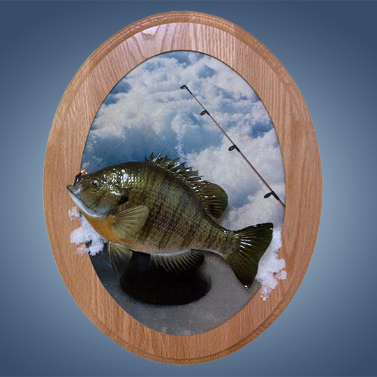  - Ice-Fish-1-Scenic-Wall-Plaque-Taxidermy-Fish-Mount