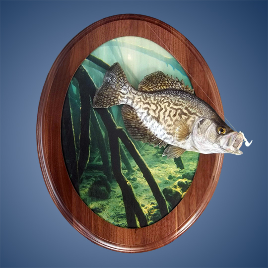  - Submerged-Trees-Scenic-Wall-Plaque-Crappie-Mount-38915