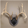 Walnut-Hollow-Country_Antler-Mount-Cover-Black_573214_LS01