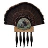 Five Beard Turkey Display Kit, King of Spring