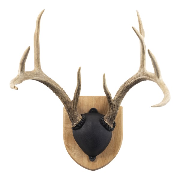 Taxidermy Line Update | Walnut Hollow - Country